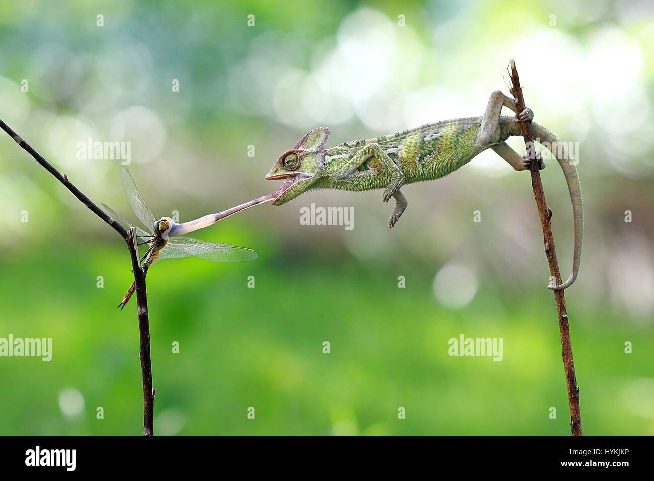 Veiled chameleon tongue Banque de photographies et d'images à haute  résolution - Alamy