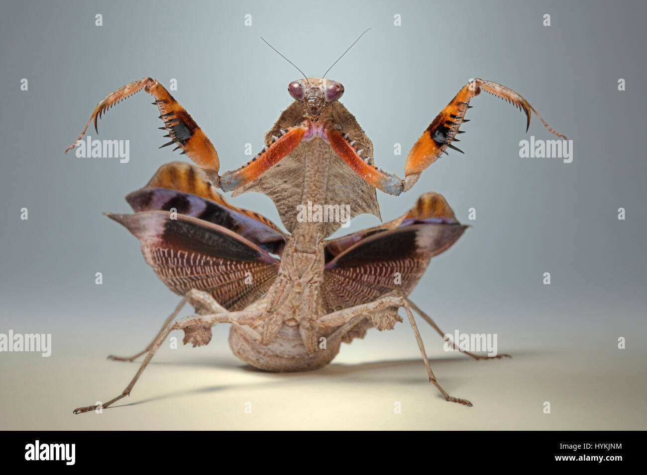MUNICH, Allemagne : DE CHA-CHA-CHA à Samba ces mantids strictement en faveur de l'Amérique se déplace définitivement. Fractionnement du côté photos montrent priant mantids briser danse se déplace comme les célébrités sur la nouvelle série de BBC hit show Strictly Come Dancing. Chercheur scientifique polonais Igor Siwanowizc passe des heures chaque jour élever son animal priant avec soin, qui mantids viennent dans toutes les différentes couleurs et les formes du corps. Banque D'Images