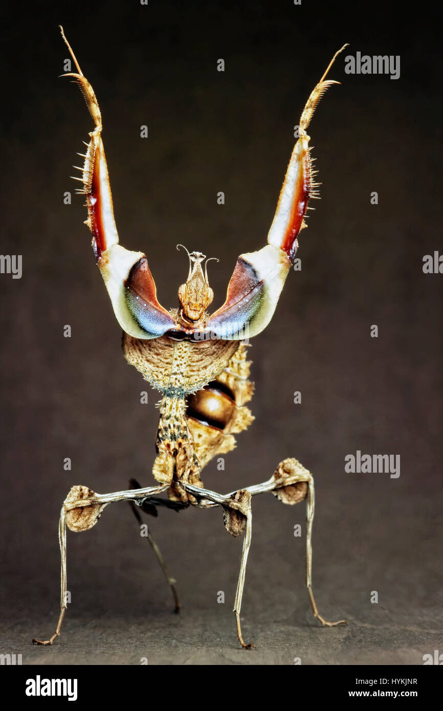 MUNICH, Allemagne : DE CHA-CHA-CHA à Samba ces mantids strictement en faveur de l'Amérique se déplace définitivement. Fractionnement du côté photos montrent priant mantids briser danse se déplace comme les célébrités sur la nouvelle série de BBC hit show Strictly Come Dancing. Chercheur scientifique polonais Igor Siwanowizc passe des heures chaque jour élever son animal priant avec soin, qui mantids viennent dans toutes les différentes couleurs et les formes du corps. Banque D'Images