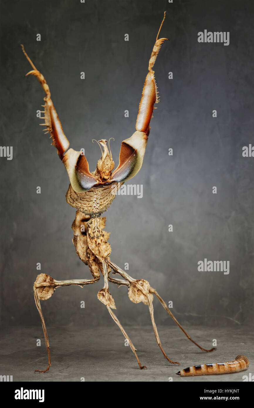 MUNICH, Allemagne : DE CHA-CHA-CHA à Samba ces mantids strictement en faveur de l'Amérique se déplace définitivement. Fractionnement du côté photos montrent priant mantids briser danse se déplace comme les célébrités sur la nouvelle série de BBC hit show Strictly Come Dancing. Chercheur scientifique polonais Igor Siwanowizc passe des heures chaque jour élever son animal priant avec soin, qui mantids viennent dans toutes les différentes couleurs et les formes du corps. Banque D'Images