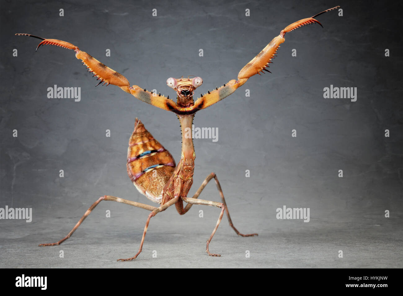 MUNICH, Allemagne : DE CHA-CHA-CHA à Samba ces mantids strictement en faveur de l'Amérique se déplace définitivement. Fractionnement du côté photos montrent priant mantids briser danse se déplace comme les célébrités sur la nouvelle série de BBC hit show Strictly Come Dancing. Chercheur scientifique polonais Igor Siwanowizc passe des heures chaque jour élever son animal priant avec soin, qui mantids viennent dans toutes les différentes couleurs et les formes du corps. Banque D'Images