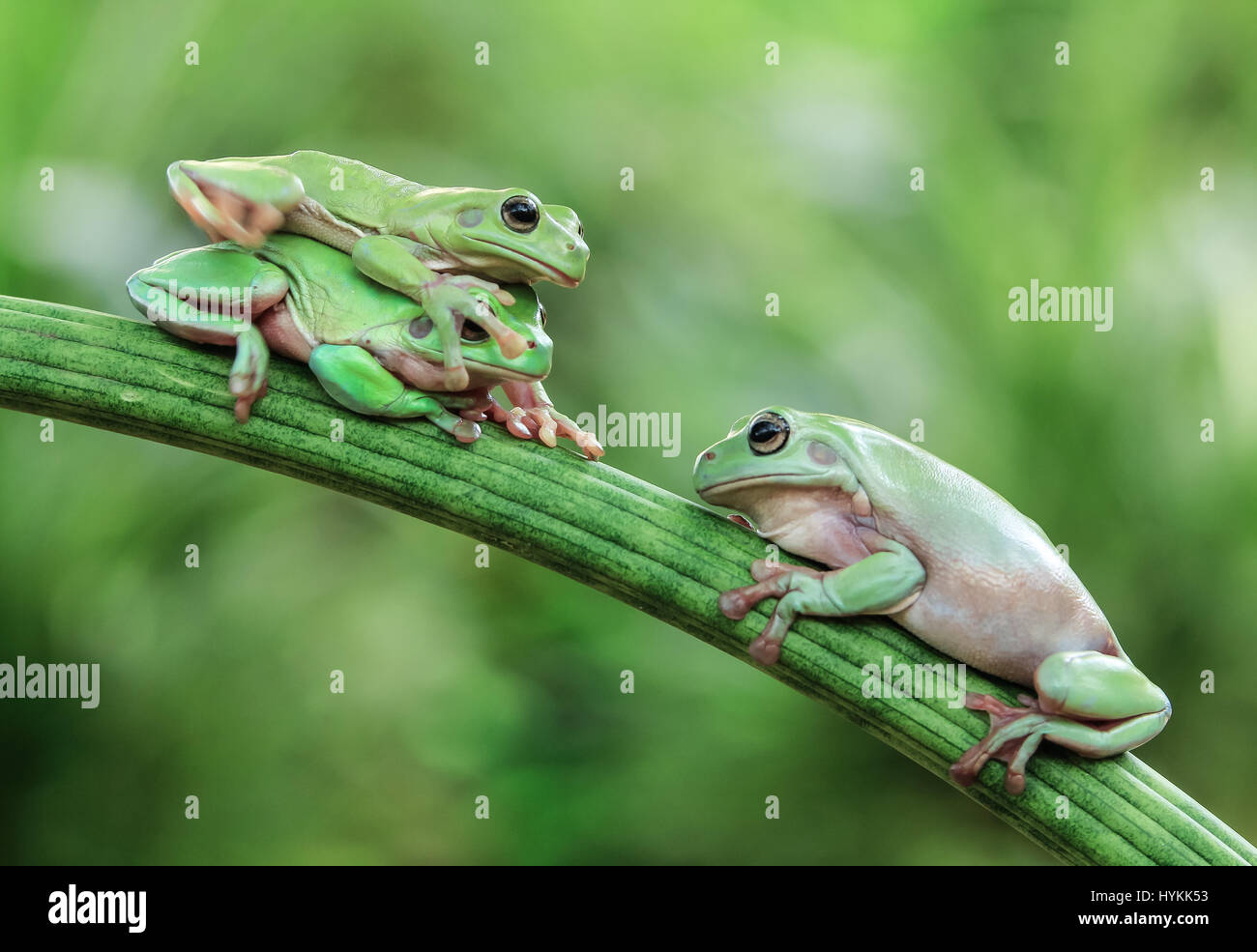 Images drôles de plus de trois grenouilles Kermit-de créer une pile-up en essayant de traverser la même branche ont été capturés. Les rigolos shots montrent comment l'infortuné dumpy rainettes ont pris part à une face-off avant de tenter d'escalader l'un l'autre dans le plus maladroit. Finalement l'abandon de l'lazy frogs fin jusqu'située au-dessus de l'autre. Le moment amusant a été capturé par photographe amateur à Jakarta Tanto Yensen (35) dans son jardin. Banque D'Images