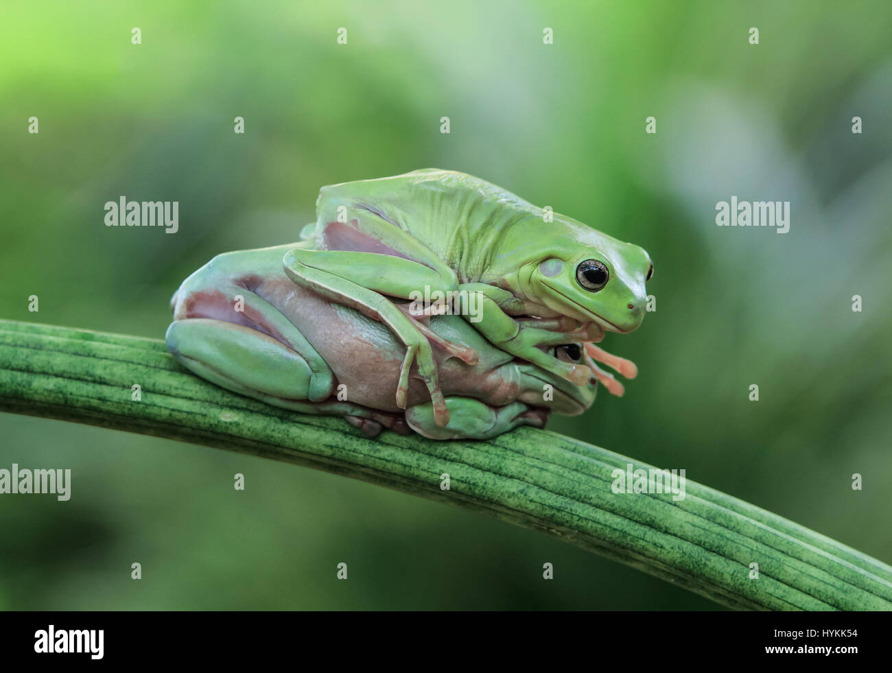 Images drôles de plus de trois grenouilles Kermit-de créer une pile-up en essayant de traverser la même branche ont été capturés. Les rigolos shots montrent comment l'infortuné dumpy rainettes ont pris part à une face-off avant de tenter d'escalader l'un l'autre dans le plus maladroit. Finalement l'abandon de l'lazy frogs fin jusqu'située au-dessus de l'autre. Le moment amusant a été capturé par photographe amateur à Jakarta Tanto Yensen (35) dans son jardin. Banque D'Images