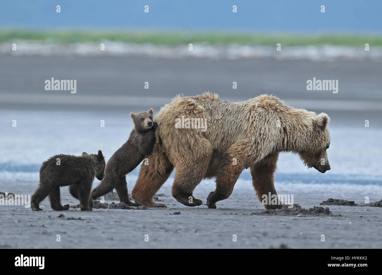 HALLO BAY, ALASKA : LE MOMENT D'une adorable six mois, Grizzly Bear cub obtient un piggy-back de sa maman a été capturé. Photos montrent cette jolie rencontre, dans ce qui pourrait être le moyen de transport le plus douillet. D'autres images révèlent la famille des ours restant très proche de sa matriarche comme une menace de l'ours mâle s'approcha d'eux. Heureusement, il n'y a pas lieu de craindre que la maman grizzly bear bientôt l'envoient avec une puce à l'oreille. Photographe américain David Silverman (53) se sont rendus à Hallo Bay, en Alaska, à passer du temps à prendre ces adorables créatures. Banque D'Images