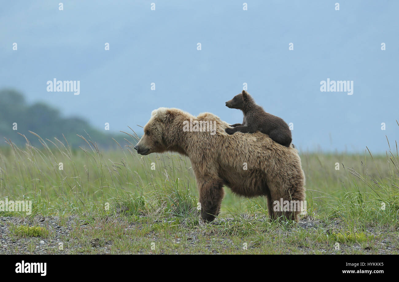 HALLO BAY, ALASKA : LE MOMENT D'une adorable six mois, Grizzly Bear cub obtient un piggy-back de sa maman a été capturé. Photos montrent cette jolie rencontre, dans ce qui pourrait être le moyen de transport le plus douillet. D'autres images révèlent la famille des ours restant très proche de sa matriarche comme une menace de l'ours mâle s'approcha d'eux. Heureusement, il n'y a pas lieu de craindre que la maman grizzly bear bientôt l'envoient avec une puce à l'oreille. Photographe américain David Silverman (53) se sont rendus à Hallo Bay, en Alaska, à passer du temps à prendre ces adorables créatures. Banque D'Images