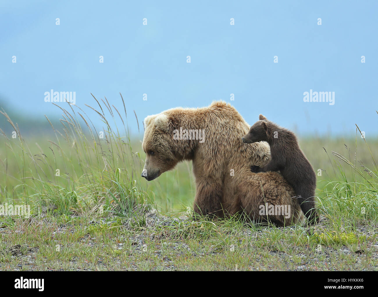 HALLO BAY, ALASKA : LE MOMENT D'une adorable six mois, Grizzly Bear cub obtient un piggy-back de sa maman a été capturé. Photos montrent cette jolie rencontre, dans ce qui pourrait être le moyen de transport le plus douillet. D'autres images révèlent la famille des ours restant très proche de sa matriarche comme une menace de l'ours mâle s'approcha d'eux. Heureusement, il n'y a pas lieu de craindre que la maman grizzly bear bientôt l'envoient avec une puce à l'oreille. Photographe américain David Silverman (53) se sont rendus à Hallo Bay, en Alaska, à passer du temps à prendre ces adorables créatures. Banque D'Images