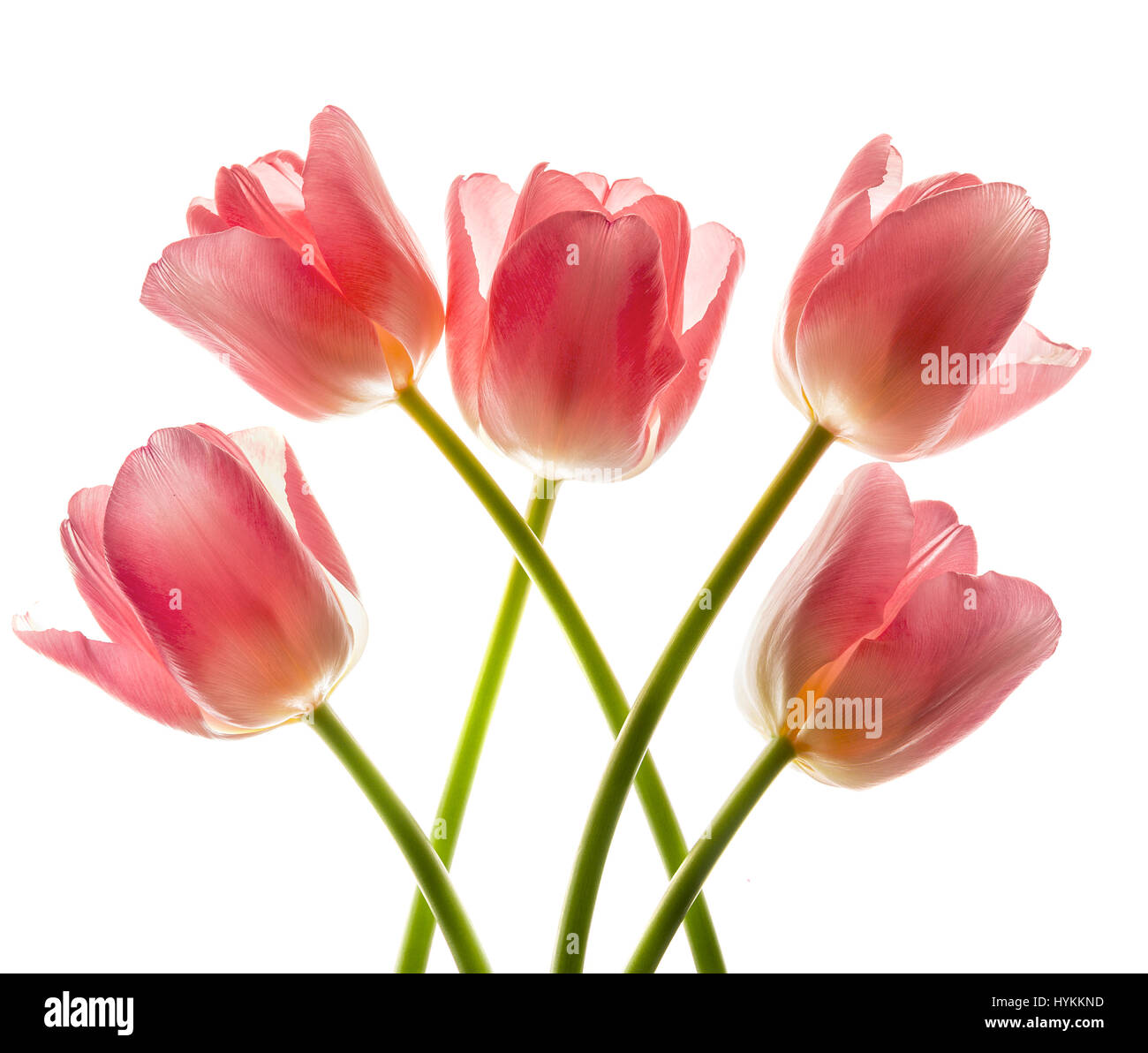 Bouquet de tulipes roses en rétroéclairage brillant. Banque D'Images