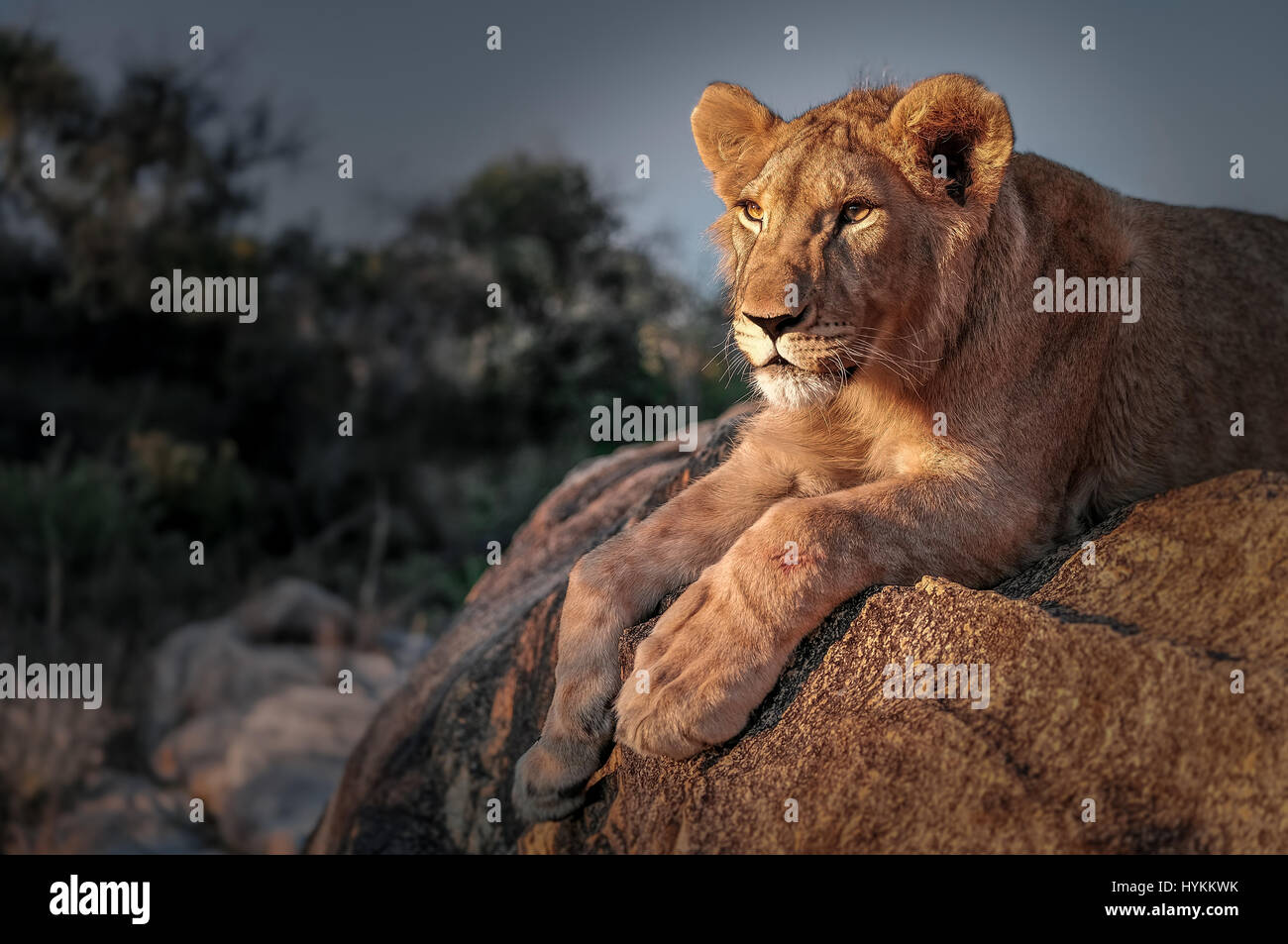 Le ZIMBABWE, l'Afrique : le projet de réhabilitation du lion, au parc de l'Antilope, à Harare, Zimbabwe. Chaud AU CŒUR des images d'un élève d'interagir avec certains des pays les plus majestueux et les animaux dangereux ont été prises. Photos montrent le jeune homme en prenant une véritable promenade sur le côté sauvage avec des mammifères marins dans leur environnement naturel. Il peut être vu de caresser et posant avec deux dix-sept mois des lionceaux, l'interaction avec les éléphants et même en donnant un piggy back pour un chimpanzé. D'autres photos montrent un rare moment de deux lions mâles adultes partageant un moment intime d'affection et un adulte un Banque D'Images