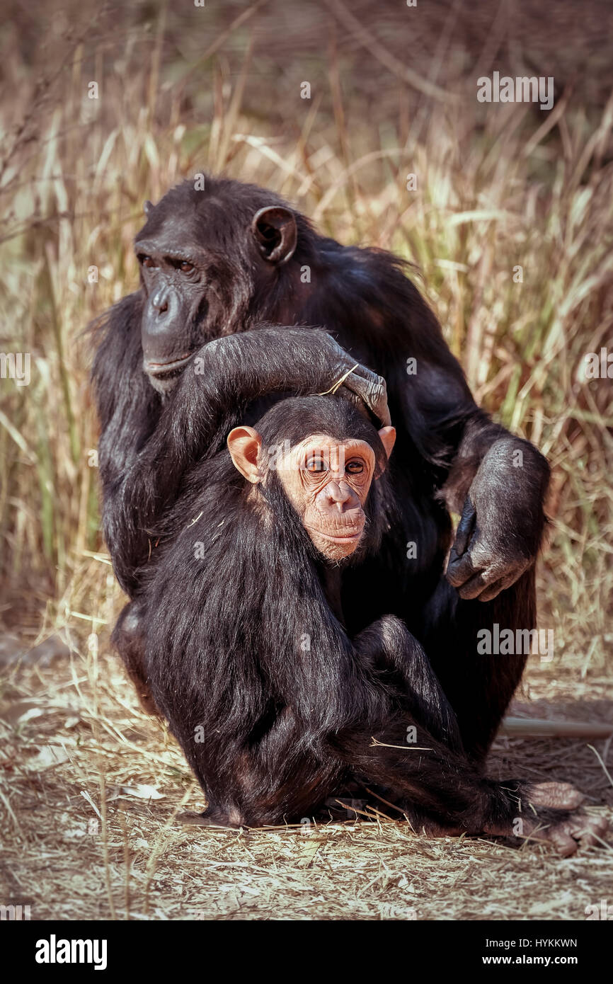La Zambie, Afrique : Projet Chimpanzé à Chimfunshi, en Zambie. Chaud AU CŒUR des images d'un élève d'interagir avec certains des pays les plus majestueux et les animaux dangereux ont été prises. Photos montrent le jeune homme en prenant une véritable promenade sur le côté sauvage avec des mammifères marins dans leur environnement naturel. Il peut être vu de caresser et posant avec deux dix-sept mois des lionceaux, l'interaction avec les éléphants et même en donnant un piggy back pour un chimpanzé. D'autres photos montrent un rare moment de deux lions mâles adultes partageant un moment intime d'affection et un adulte et jeune chimpanzé relaxing Banque D'Images