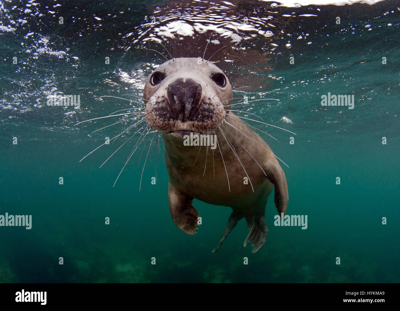 Les Iles Farne Northumberland Un Bebe Phoque A Ete Casse Dans Les Eaux Britanniques Affichant Un Comportement Incroyablement Mignon A Seulement 30 Pieds Sous L Eau Par Un Conseiller D Affaires Les Images