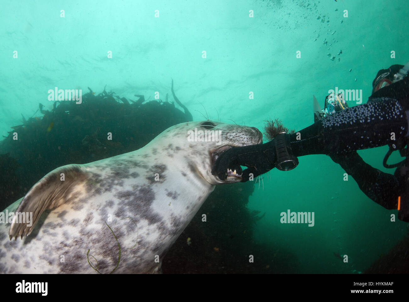 Les Iles Farne Northumberland Un Bebe Phoque A Ete Casse Dans Les Eaux Britanniques Affichant Un Comportement Incroyablement Mignon A Seulement 30 Pieds Sous L Eau Par Un Conseiller D Affaires Les Images