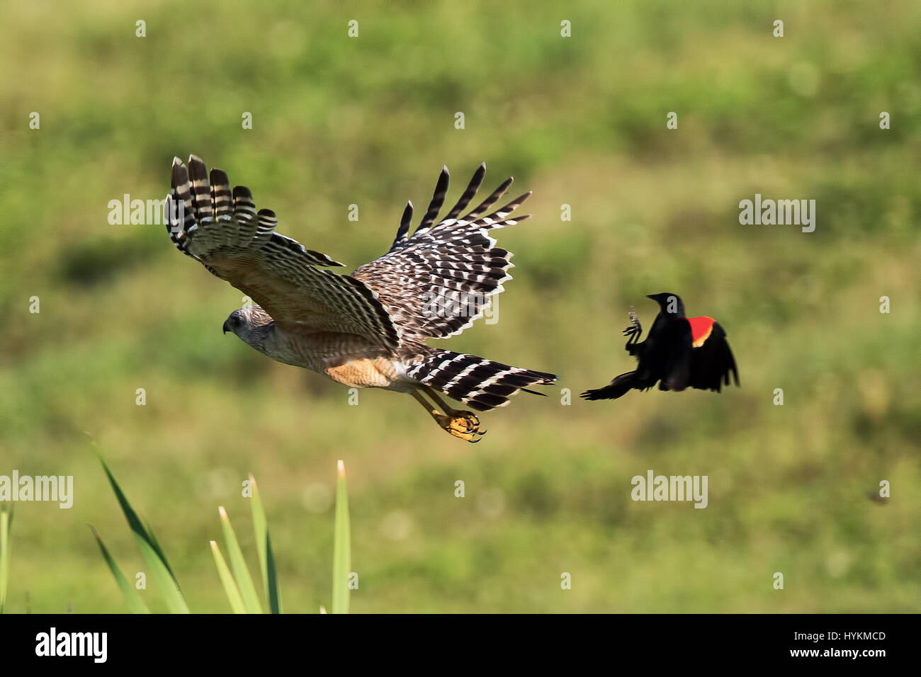 Floride, USA : L'incroyable moment un carouge à épaulettes fait un atterrissage parfait sur l'arrière d'un faucon a été capturé par un photographe amateur. Les images montrent une épaule red hawk sont pourchassés par un oiseau noir à ailes rouges et un quiscale bronzé, avant le blackbird finalement arrive pour un atterrissage en toute sécurité sur le dos de la rousse dans une rencontre qui n'a duré que quelques secondes. L'angry bird procède ensuite à peck l'arrière de l'hawk. Ligne pilote Stuart Kaye (60) de Gainsville en Floride est la chance d'être entouré d'oiseaux indigènes qui fournissent une réserve inépuisable de matériel pour ses wild Banque D'Images