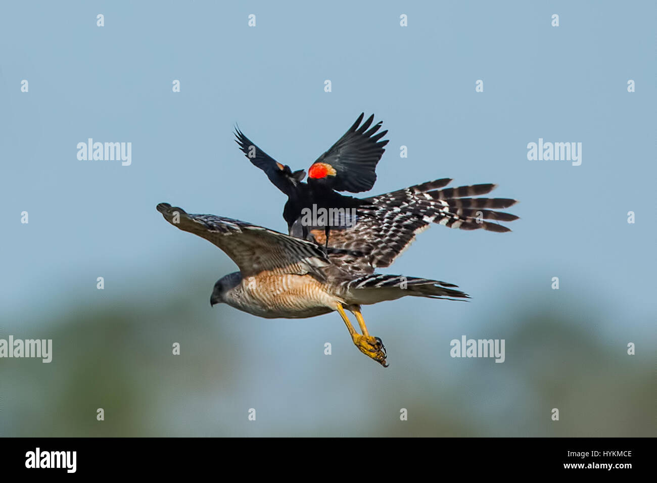 Floride, USA : L'incroyable moment un carouge à épaulettes fait un atterrissage parfait sur l'arrière d'un faucon a été capturé par un photographe amateur. Les images montrent une épaule red hawk sont pourchassés par un oiseau noir à ailes rouges et un quiscale bronzé, avant le blackbird finalement arrive pour un atterrissage en toute sécurité sur le dos de la rousse dans une rencontre qui n'a duré que quelques secondes. L'angry bird procède ensuite à peck l'arrière de l'hawk. Ligne pilote Stuart Kaye (60) de Gainsville en Floride est la chance d'être entouré d'oiseaux indigènes qui fournissent une réserve inépuisable de matériel pour ses wild Banque D'Images