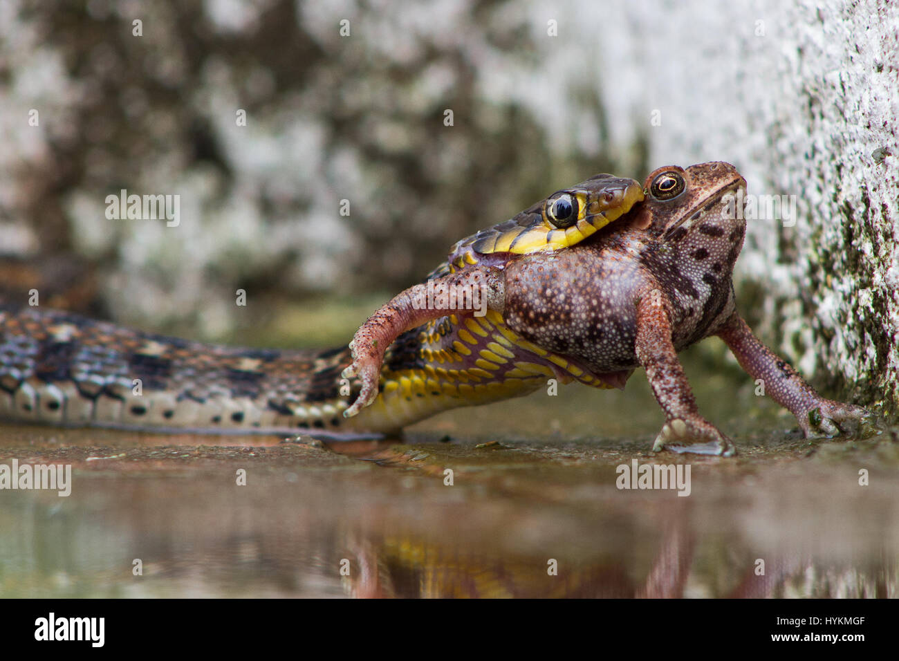 DAANG FORÊT, INDE : LE SERPENT a certainement eu une grenouille dans sa gorge lorsqu'il gut-wrenchingly dévoré sa proie à l'étonnement d'un directeur de l'entreprise. De superbes photos montrent chaîne alimentaire naturelle en action alors que la couleuvre rayée chamois Keelback lentement sombré la grenouille fouisseuse indiennes jusqu'à ce que l'infortuné amphibian a été entièrement à l'intérieur de la bouche de reptiles affamés. Le serpent aurait été de me sentir un peu la voix enrouée, mais il a été laissé dans un bien meilleur état que la grenouille qui semblait impuissant à résister une fois que le serpent avait accroché à sa jambe. Les images ont été pris par les Tapan Sheth (37) à l'Daan Banque D'Images