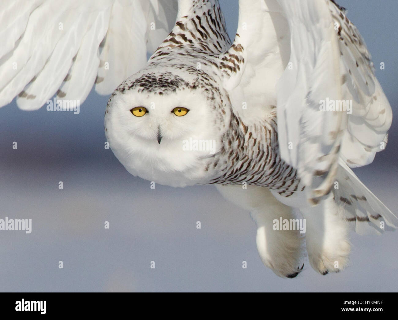 Québec, Canada : Une souris sans méfiance a été victime d'un silencieux mais mortel harfang des assassin. Incroyables photos montrent le moment où la neige owl spies sa proie et puis se précipite pour tuer sans laisser de traces de la chasse. Autres photos de main de montrer le drapeau blanc et noir flyer engagés dans une bataille avec un rival et tuer le temps sur le terrain. Passionné de la faune canadienne Marc Latremouille (47) a été en mesure de photographier ce majestueux prédateur dans Québec, Canada à l'aide de son expérience de la direction d'ateliers de photographie. Banque D'Images