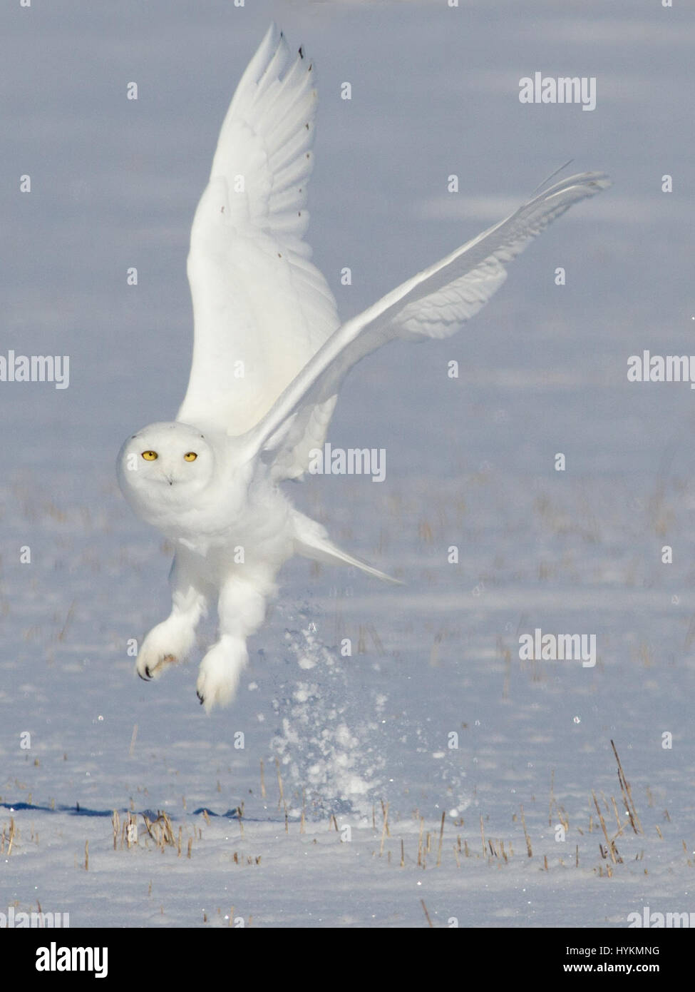 Québec, Canada : Une souris sans méfiance a été victime d'un silencieux mais mortel harfang des assassin. Incroyables photos montrent le moment où la neige owl spies sa proie et puis se précipite pour tuer sans laisser de traces de la chasse. Autres photos de main de montrer le drapeau blanc et noir flyer engagés dans une bataille avec un rival et tuer le temps sur le terrain. Passionné de la faune canadienne Marc Latremouille (47) a été en mesure de photographier ce majestueux prédateur dans Québec, Canada à l'aide de son expérience de la direction d'ateliers de photographie. Banque D'Images