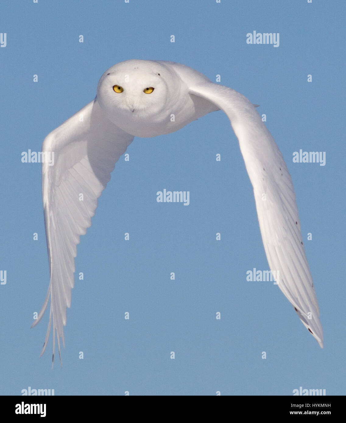 Québec, Canada : Une souris sans méfiance a été victime d'un silencieux mais mortel harfang des assassin. Incroyables photos montrent le moment où la neige owl spies sa proie et puis se précipite pour tuer sans laisser de traces de la chasse. Autres photos de main de montrer le drapeau blanc et noir flyer engagés dans une bataille avec un rival et tuer le temps sur le terrain. Passionné de la faune canadienne Marc Latremouille (47) a été en mesure de photographier ce majestueux prédateur dans Québec, Canada à l'aide de son expérience de la direction d'ateliers de photographie. Banque D'Images