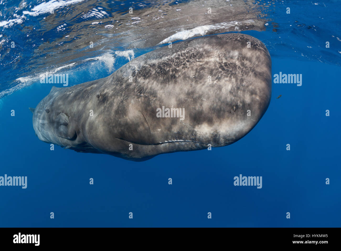 Cachalot avec Pilotfish juvénile près de surface, des Caraïbes. De superbes images sous-marines montrent un apnéiste solitaire de caresser un 14 tonne cachalot qui est plus lourd qu'un bus de Londres. D'autres photos prises dans l'Océan indien montrent le long de 40 pieds, les cachalots se frotter ensemble pour contribuer à faire peau lors de certaines baleines produisant des nuages géants de déchets comme c'est la norme pour ces rassemblements sociaux. Les photos ont été prises par le photographe de la nature Tony Wu qui consacre sa vie à faire des recherches et documenter rarement vu des animaux marins et des environnements, passer plus de jours en mer qu'il ne Banque D'Images