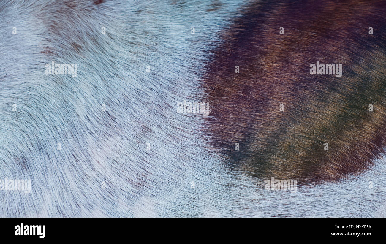 Poils de chien et la texture de fond, la texture de la fourrure Banque D'Images