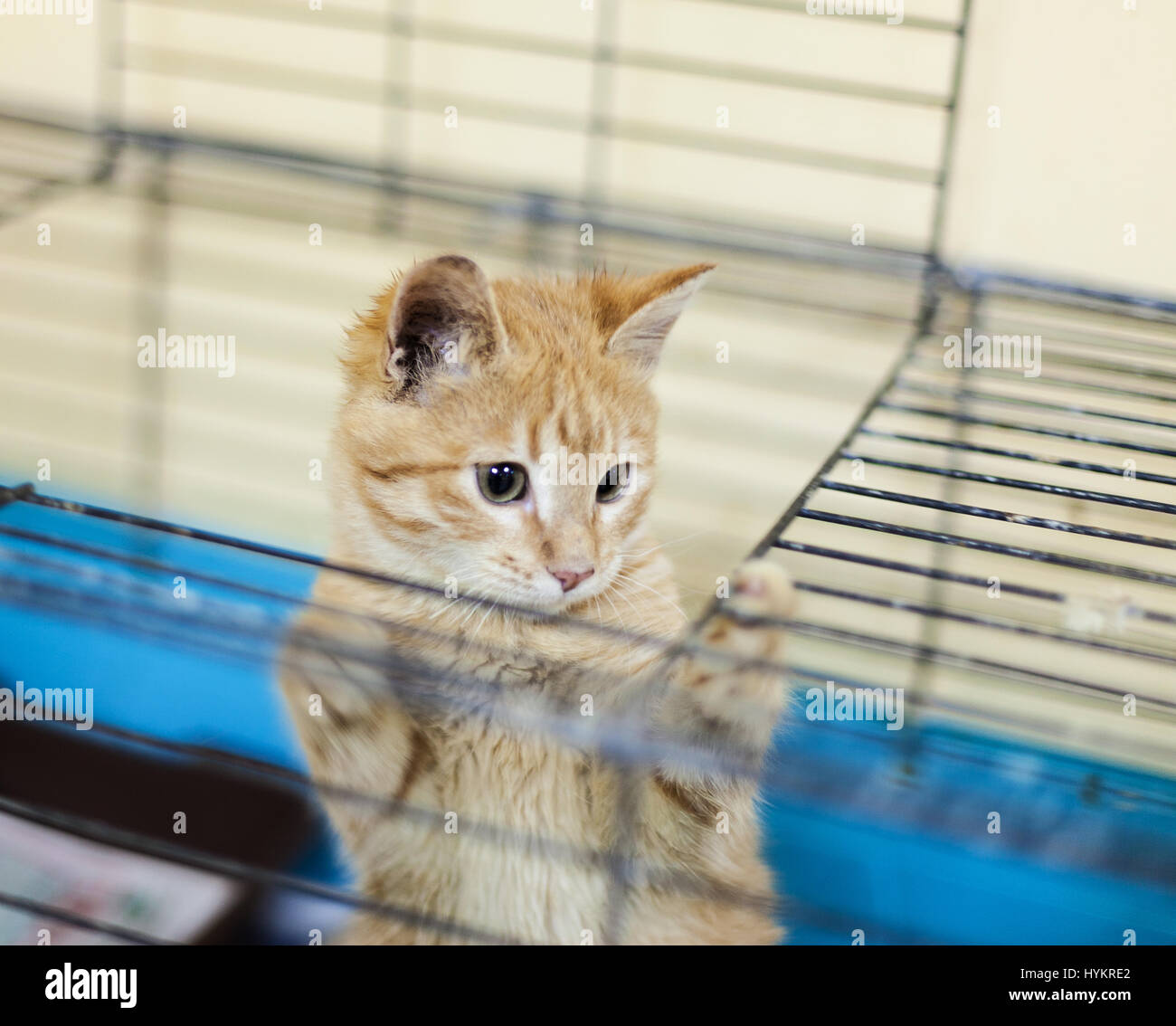 Chaton gingembre sans-abri dans une cage. Banque D'Images