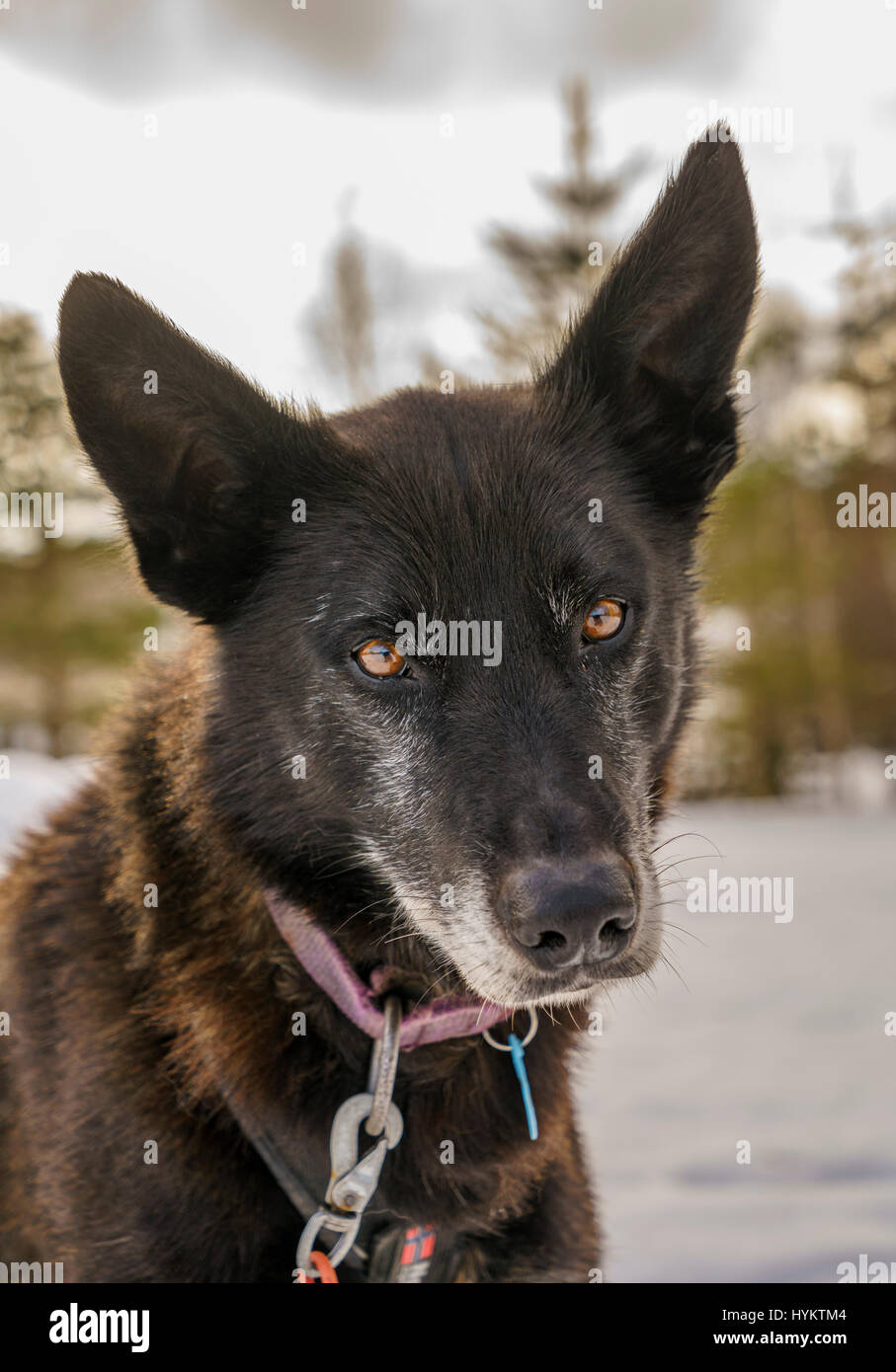 Chien de Traîneau Husky, Laponie, Finlande Banque D'Images