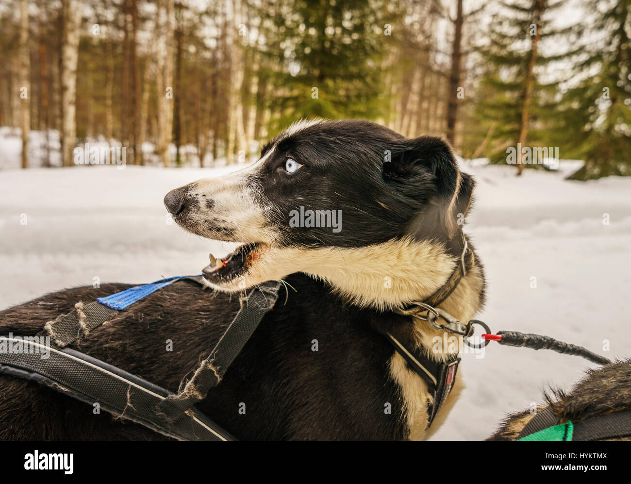 Chien de Traîneau Husky, Laponie, Finlande Banque D'Images