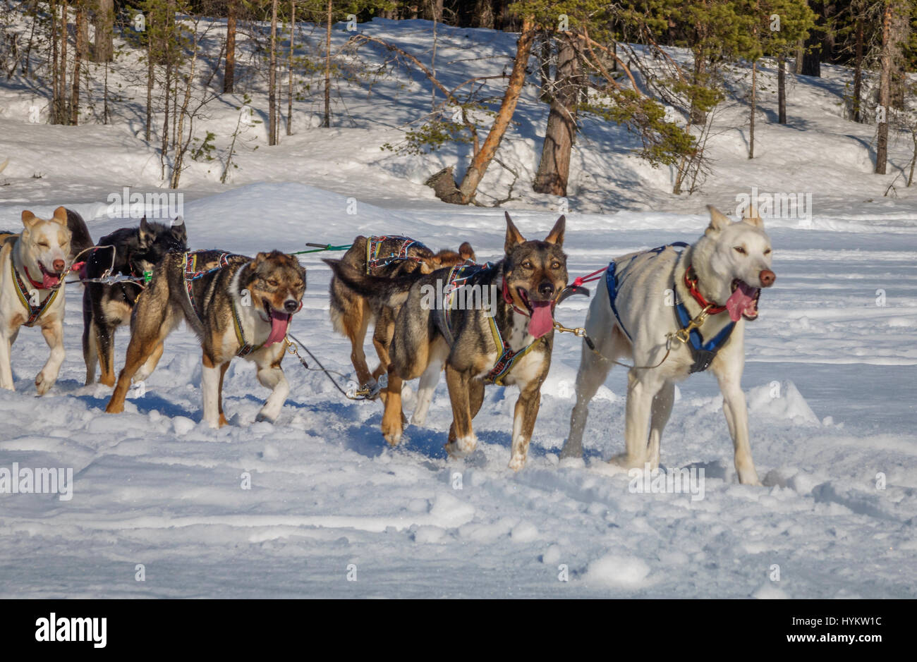 Les chiens de traîneau Husky, Laponie, Suède Banque D'Images