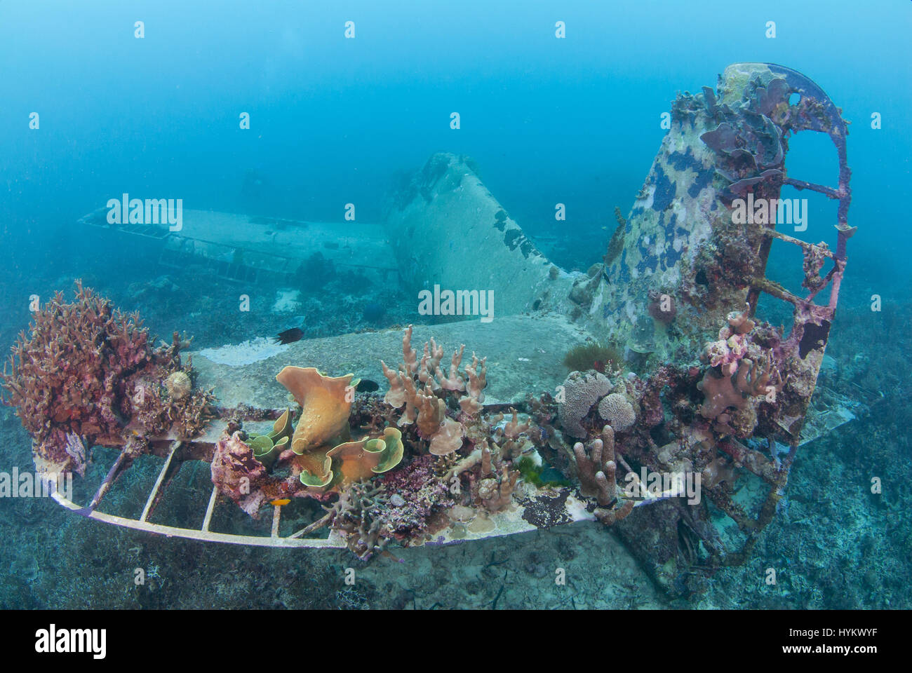 Les Îles Salomon, l'OCÉAN PACIFIQUE : une photo d'un Grumman F6F Hellcat 3 transporteur basé sur des avions de chasse. Les vestiges d'une féroce bataille de la deuxième guerre mondiale ont été capturés à cent huit cinq pieds sous l'eau. Ces images montrent une fois de puissantes machines de guerre, maintenant dorment sur le lit de la mer. Un Japonais Mitsubishi A6M Zero long ranger d'avions de chasse, une Amérique Grumman F6F Hellcat 3 et un Boeing B-17 Flying Fortress sont présentées dans divers degrés de décomposition avec de plus en plus de coraux colorés à partir de maintenant leurs obus rouillés, dont certaines comprenaient les restes humains de l'équipage tragique (non photo Banque D'Images