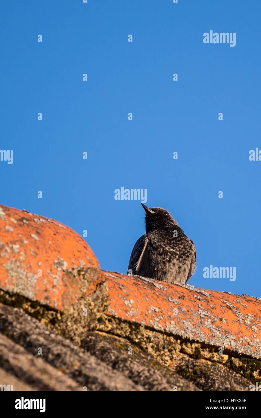 Photo Verticale De Petit Oiseau Rougequeue Noir Qui Est