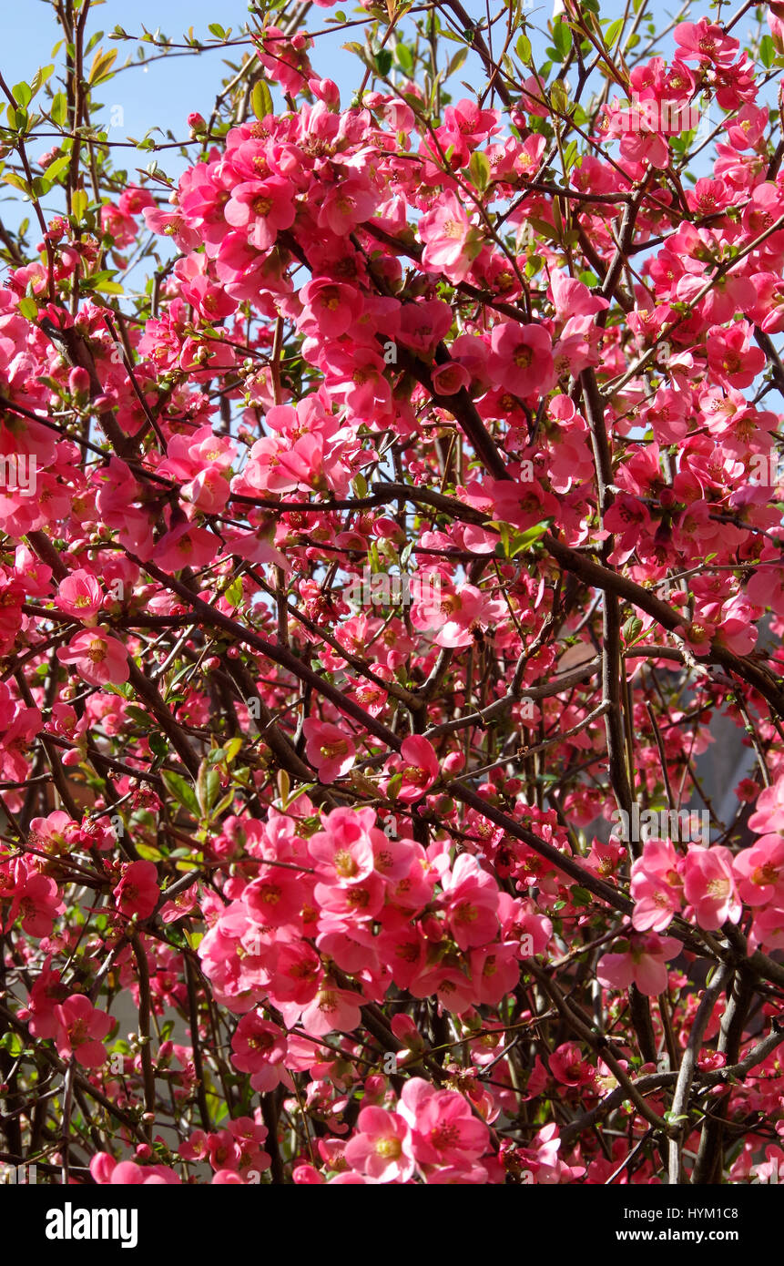 Masse de fleurs roses, Chaenomeles speciosa Banque D'Images