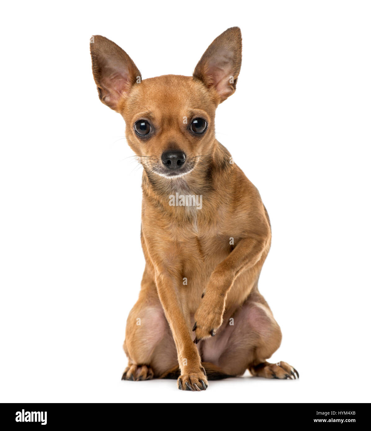 Chihuahua assis, 3 ans , isolated on white Banque D'Images