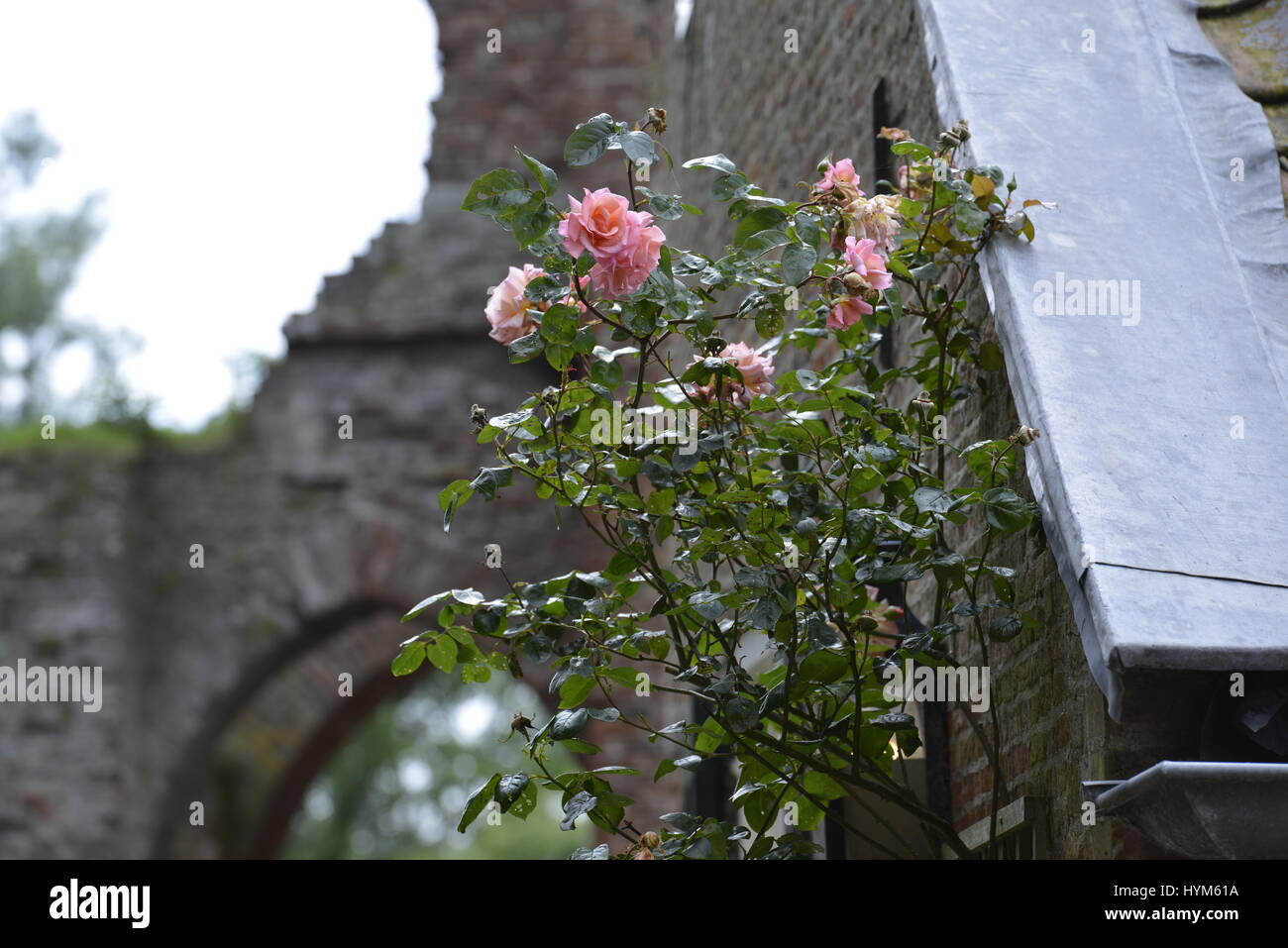 L'ancienne Brederode ruine en les Pays-Bas Banque D'Images