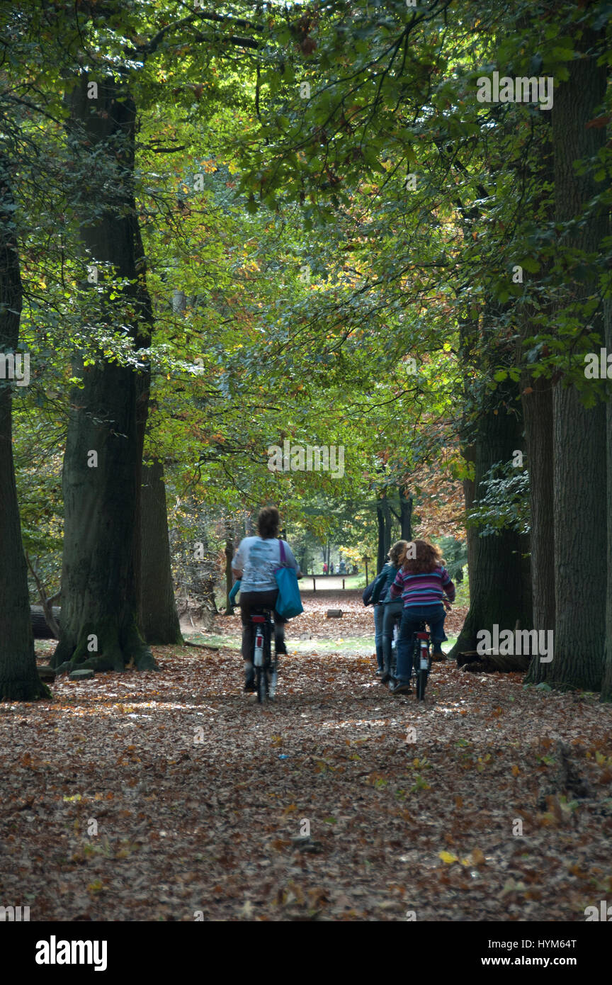 Veluwe, Brabant, Pays-Bas 26-Octobre-2006 : la marche en forêt d'automne dans un parc national aux Pays-Bas. Banque D'Images