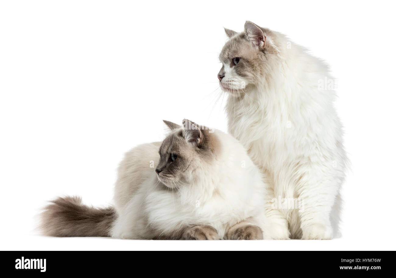 Deux ragdolls assis et couché, isolated on white Banque D'Images