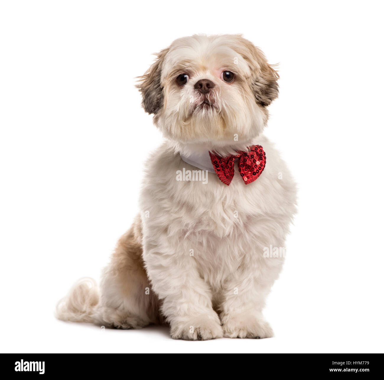 Shih Tzu assis avec un noeud papillon, isolated on white Banque D'Images