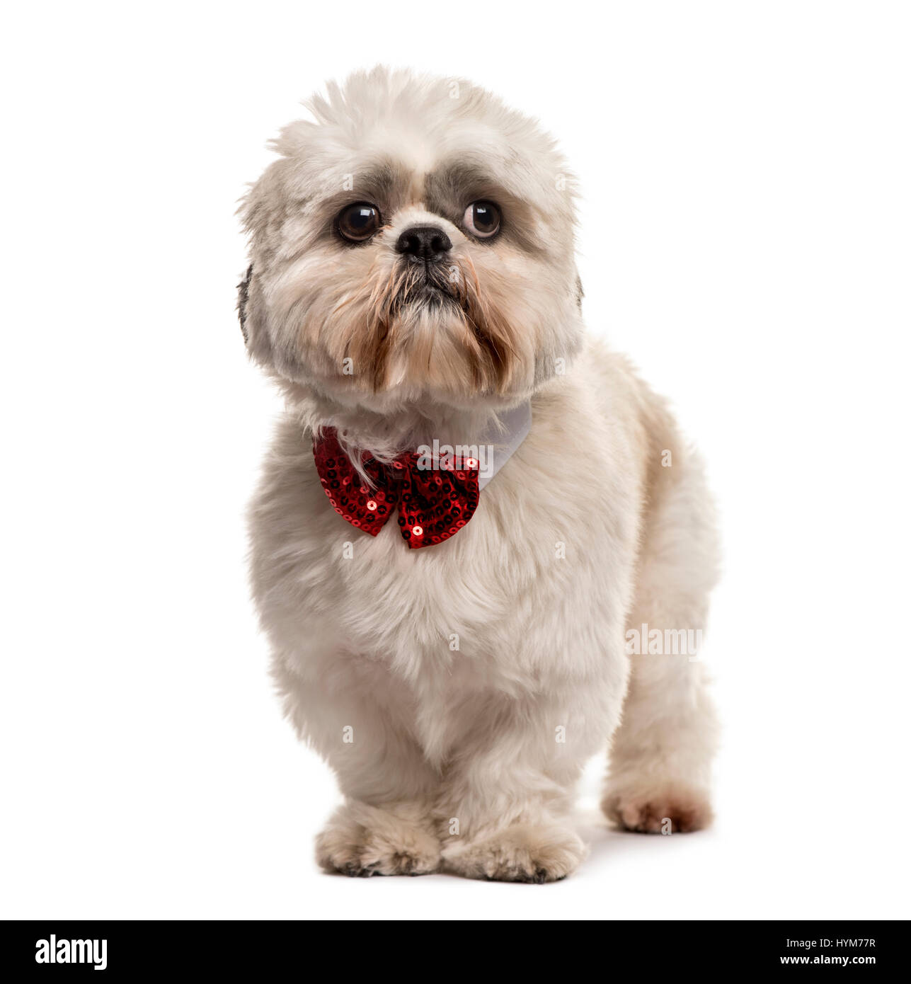 Shih Tzu debout avec un noeud papillon, isolated on white Banque D'Images