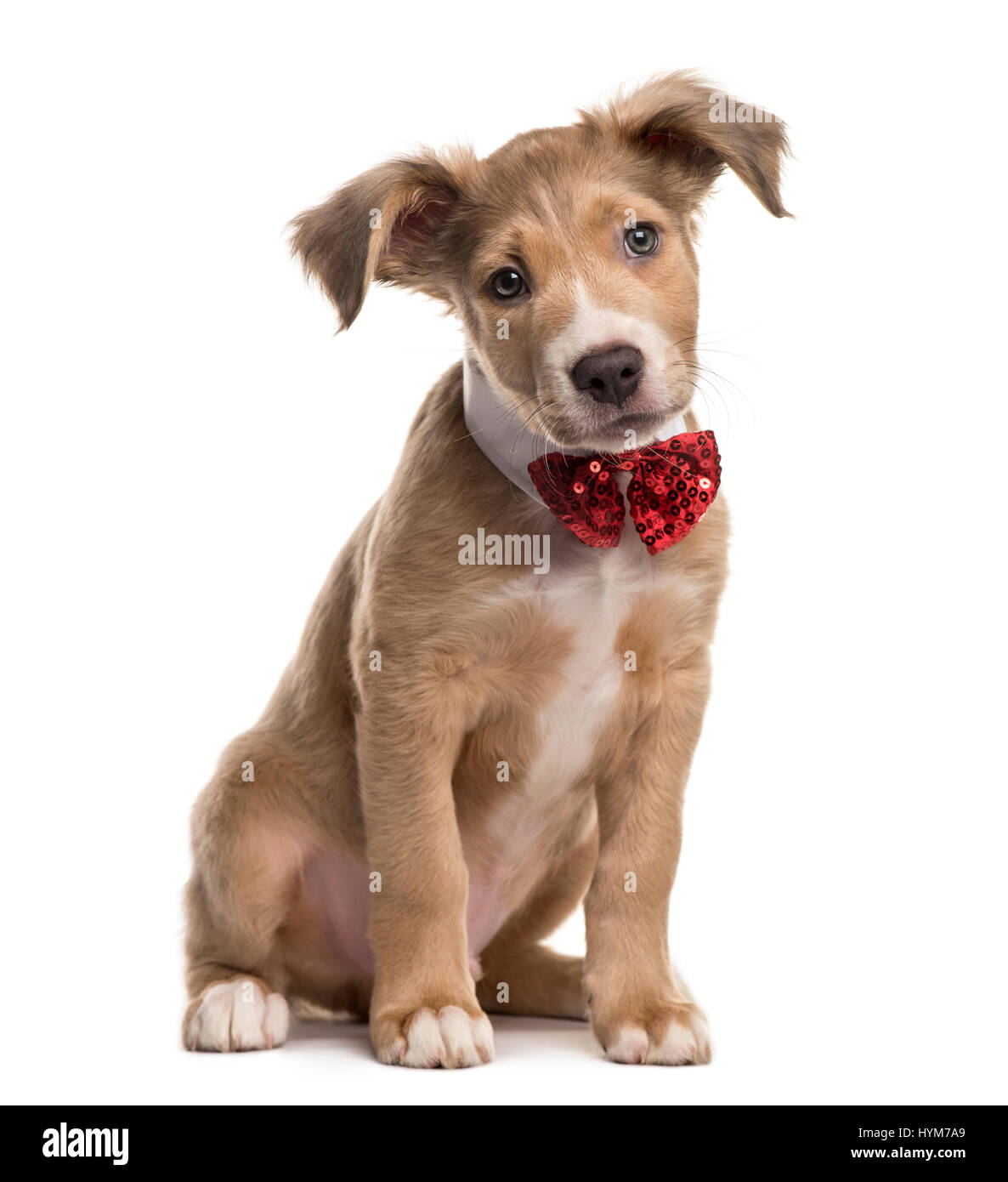 Mixed breed dog avec un noeud papillon, isolated on white Banque D'Images