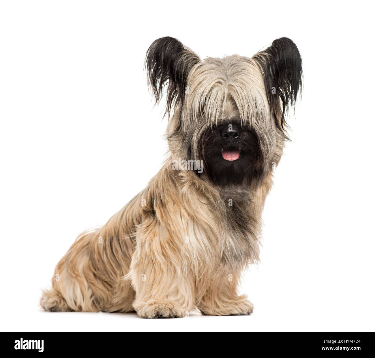 Skye Terrier assis, isolated on white Banque D'Images