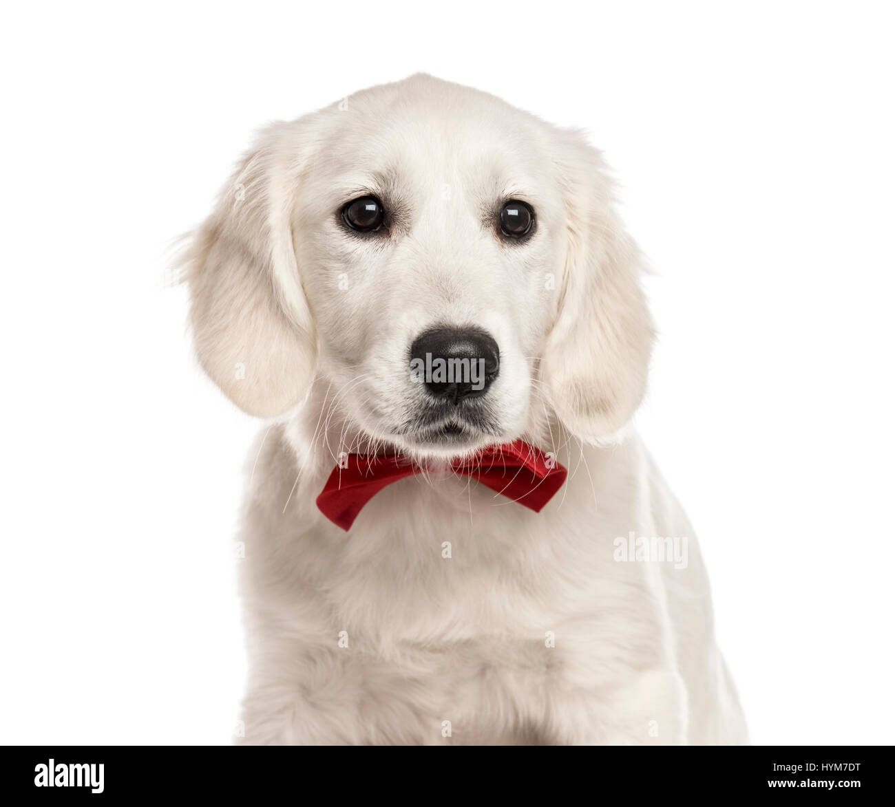 Close-up of a Golden Retriever blanc avec un nœud Papillon rouge, isolated on white Banque D'Images