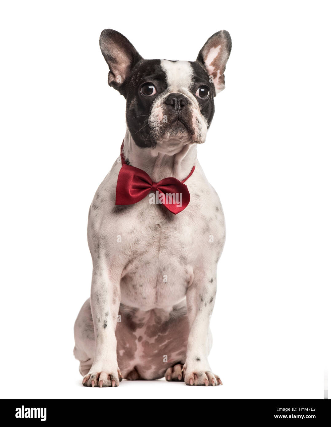 Le PUG assis avec un nœud Papillon rouge, isolated on white Banque D'Images