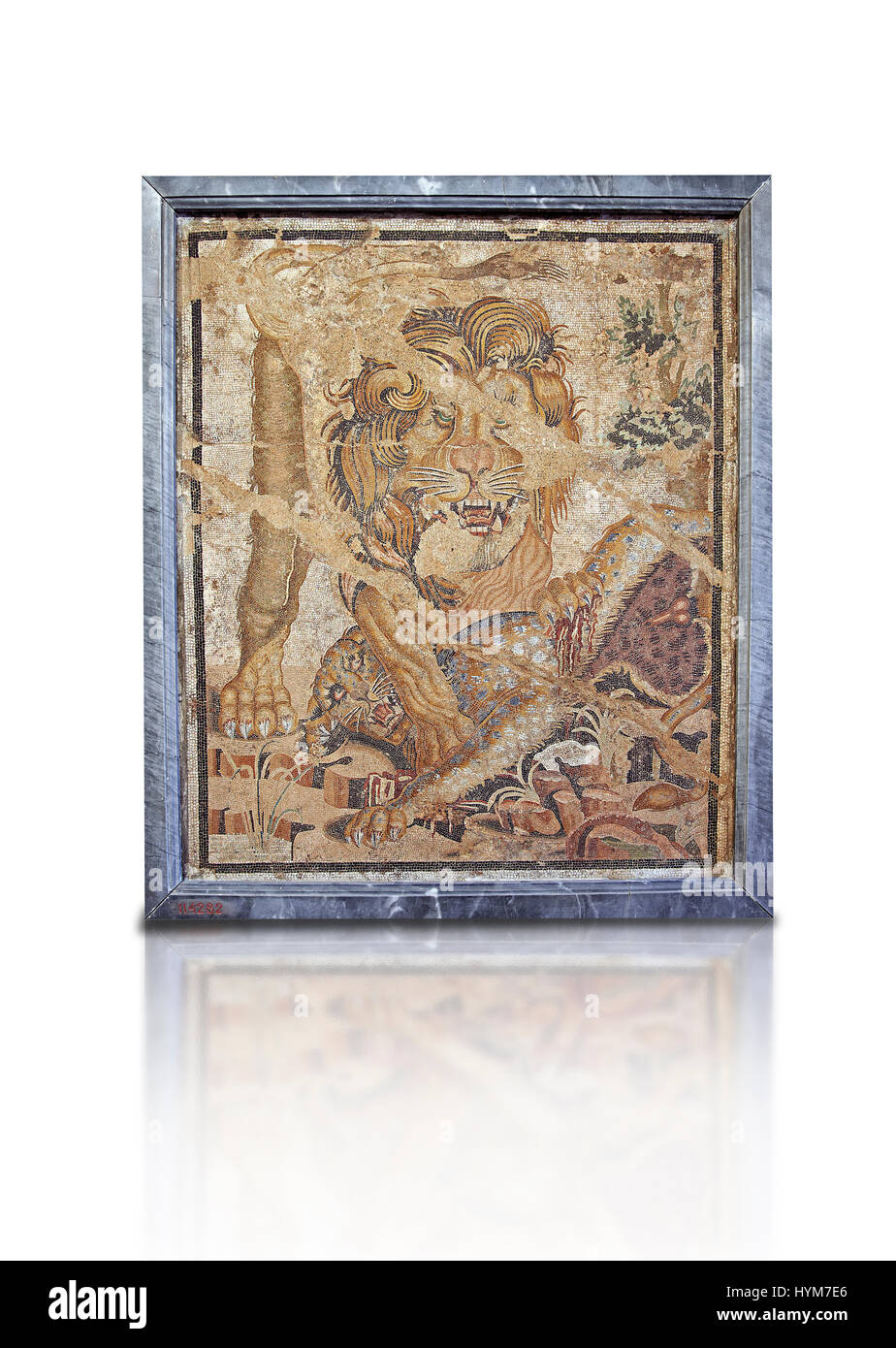 Mosaïque romaine d'un Lion de Pompéi, Naples, Italie Musum archéologique Banque D'Images