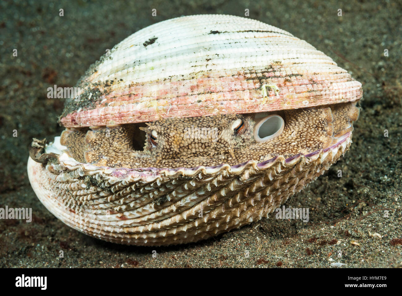 Coconut octopus octopus, veiné (Amphioctopus marginatus), se cacher dans les coquilles vides d'une cachette de coques Banque D'Images