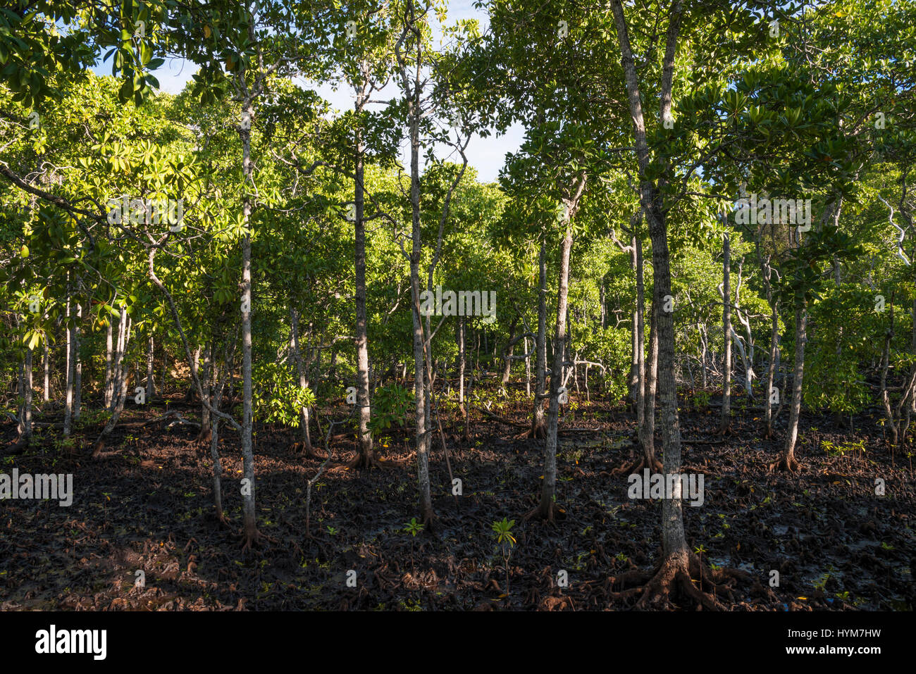 Forêt de mangrove (Rhizophora sp.) à marée basse sur l'île de FEP, l'Indonésie Banque D'Images