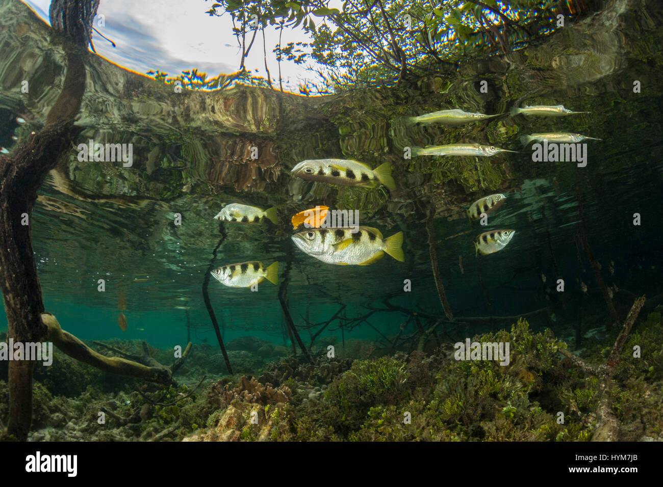 Archerfish badé (Toxotes jaculatrix) et Needlefish (Tylolurus spec.) parmi les racines de mangrove. Indonésie Banque D'Images