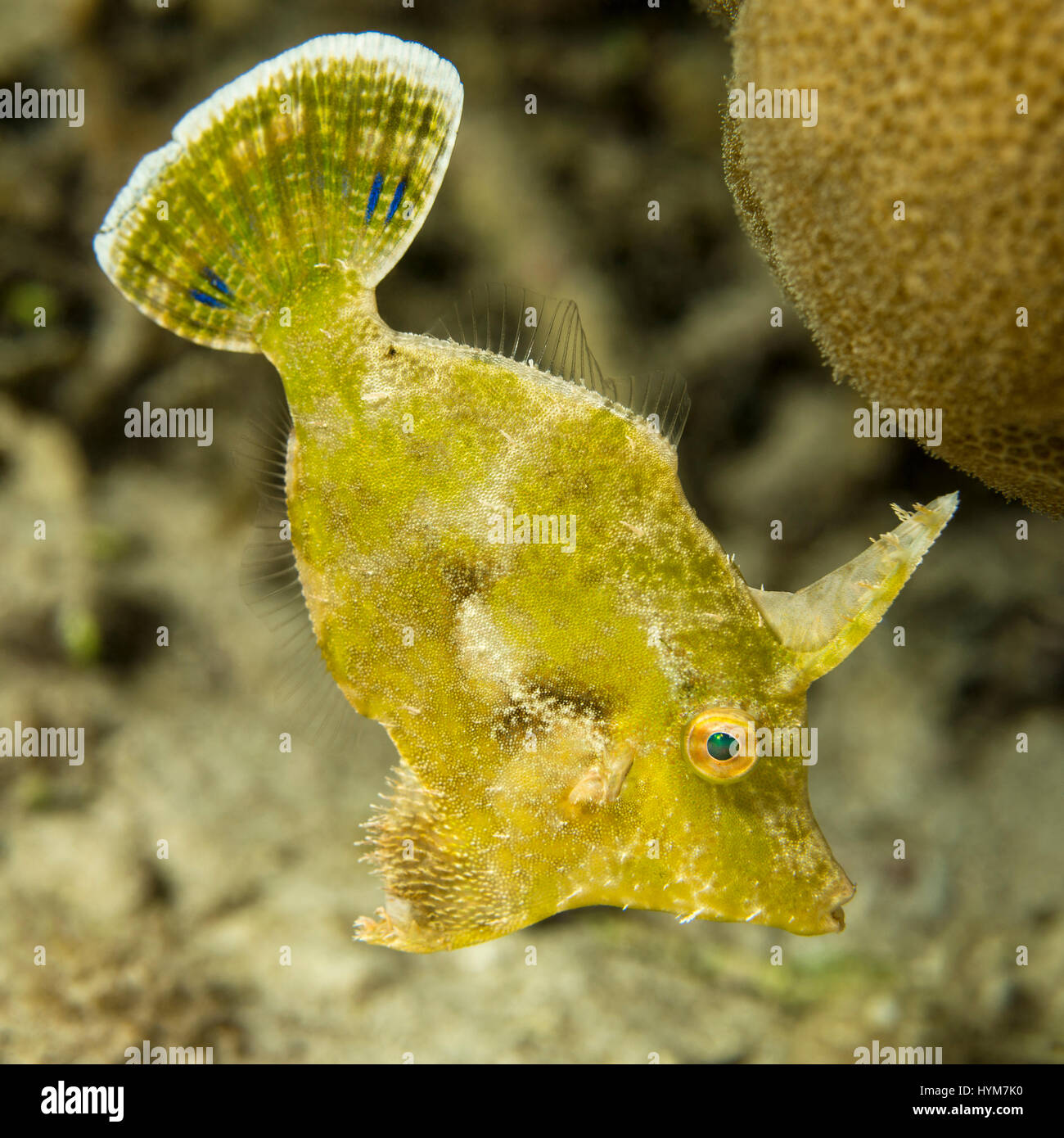 Bristle-Tail File-Fish (Acreichthys tomentosus).L'alimentation. Banque D'Images