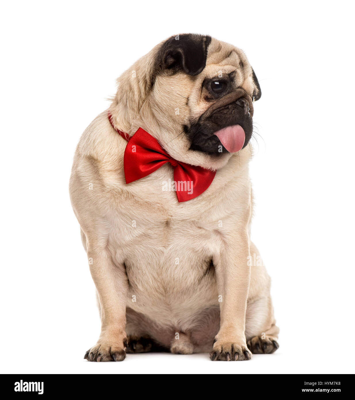 Le PUG avec un nœud Papillon rouge assis, isolated on white Banque D'Images