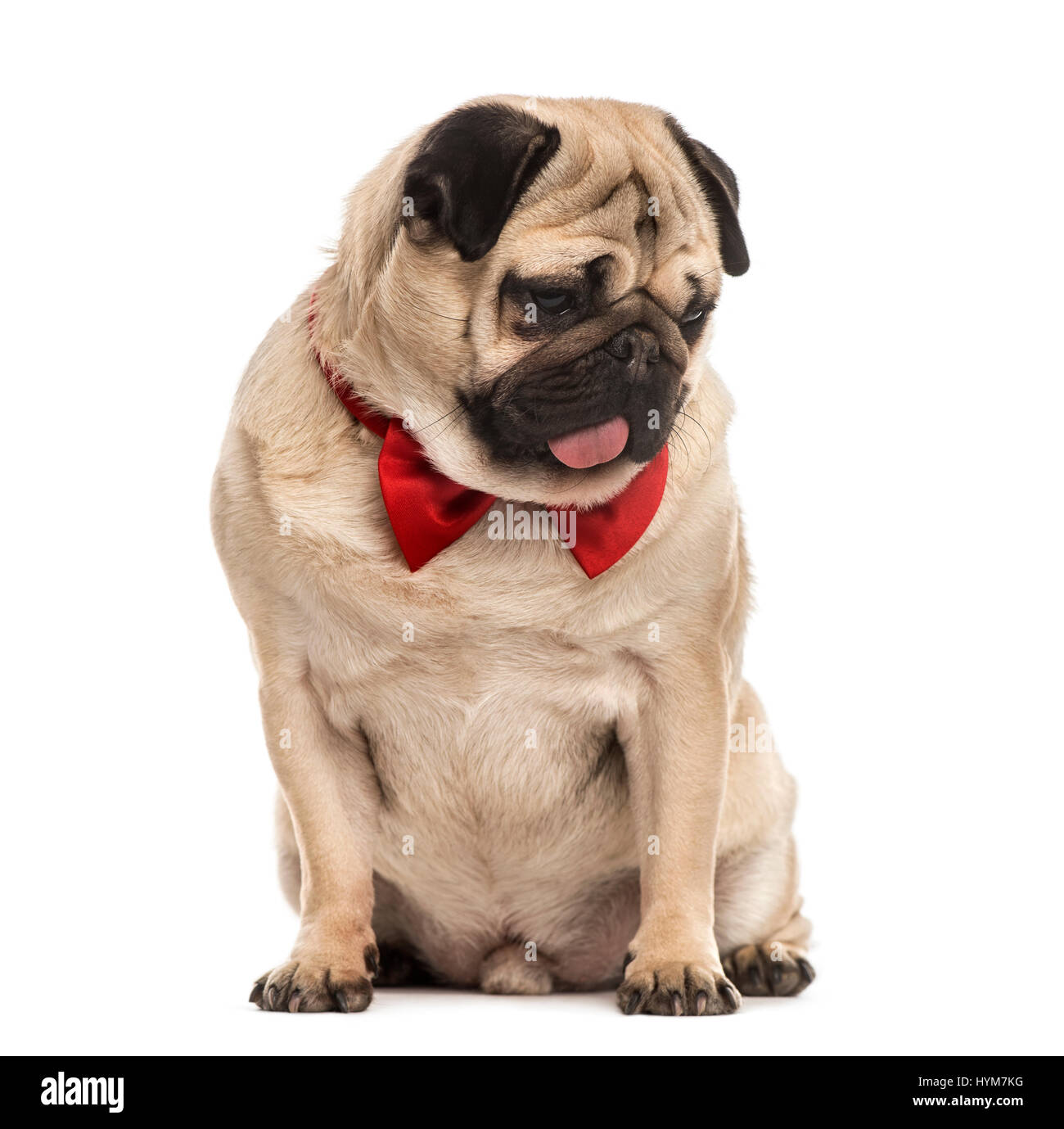 Le PUG avec un nœud Papillon rouge assis, isolated on white Banque D'Images