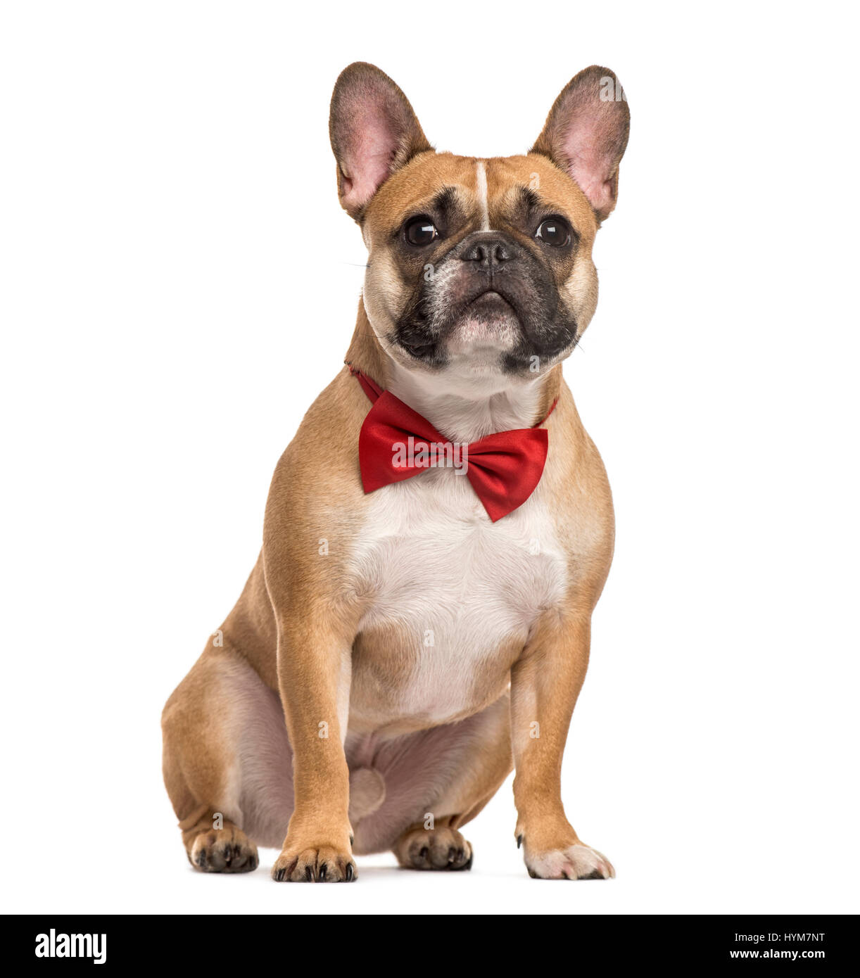 Le PUG avec un nœud Papillon rouge assis, isolated on white Banque D'Images