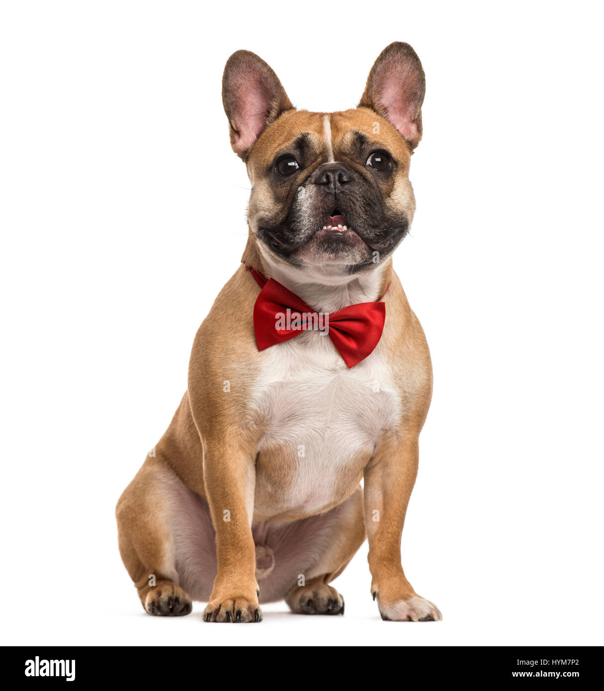 Le PUG avec un nœud Papillon rouge assis, isolated on white Banque D'Images