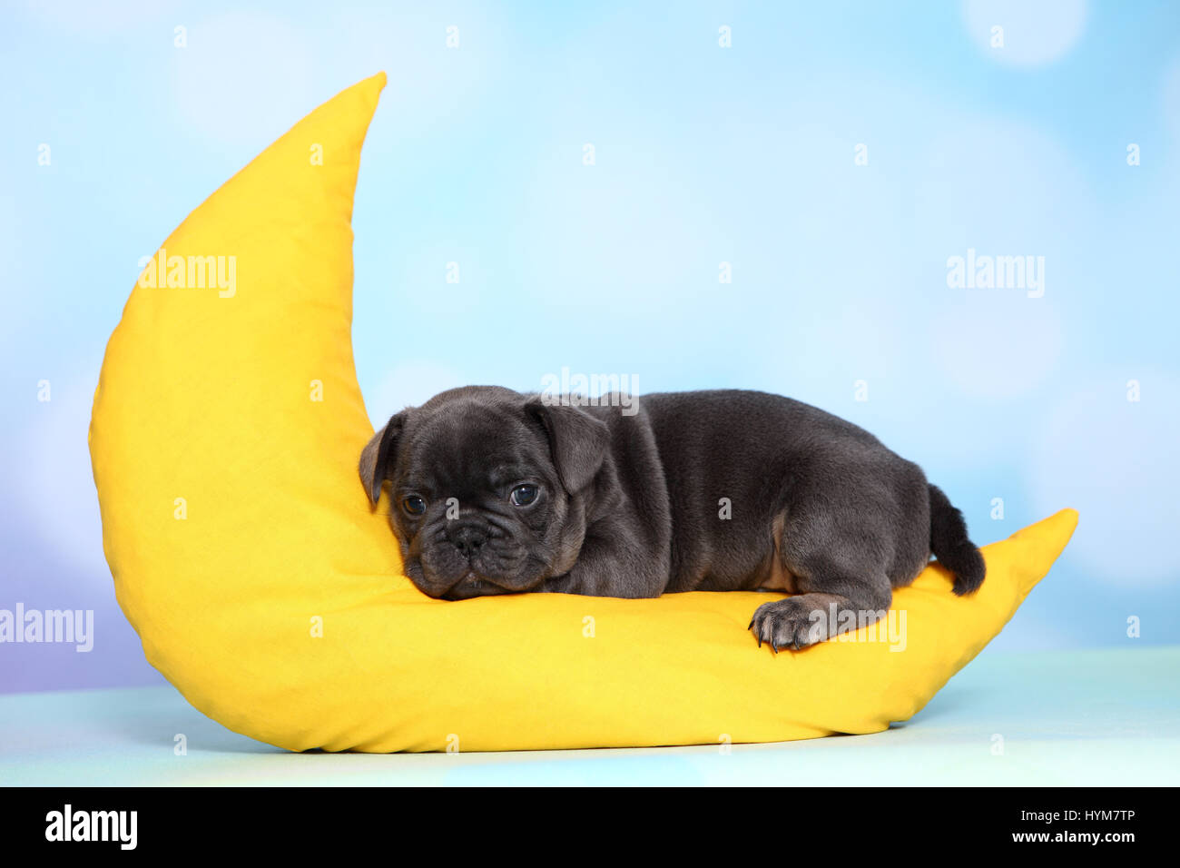 Bouledogue français. Chiot couché sur un croissant de lune, en tissu. Studio photo sur un fond bleu. Allemagne Banque D'Images